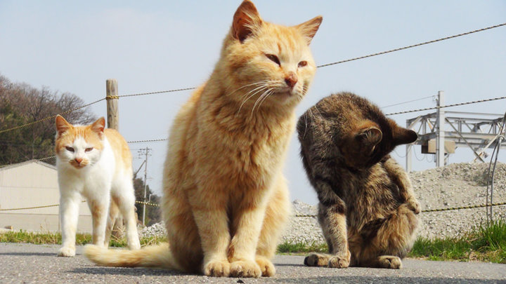 講義を聞く猫 ── オンラインコミュニティから進む韓国の野良猫対策 講義を聞く猫 ── オンラインコミュニティから進む韓国の野良猫対策