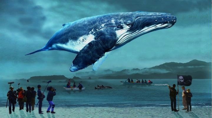 あの太地町から「捕鯨論争」に新たな光を当てる 映画『おクジラさま』 あの太地町から「捕鯨論争」に新たな光を当てる 映画『おクジラさま』