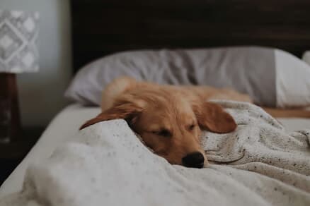 愛犬と飼い主が一緒に寝ることにはメリットとデメリットがある（写真はイメージです）　Amy Humphries-Unsplash