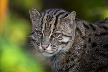 akane220315_fishingcat-thumb-