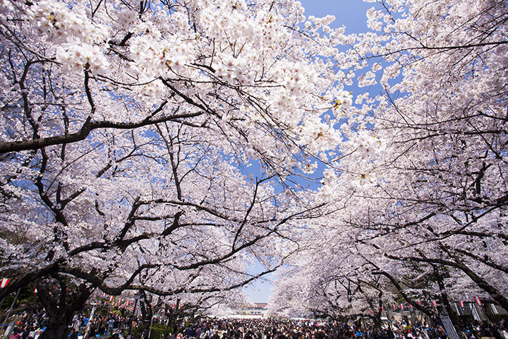 桜の花見 桜の花見
