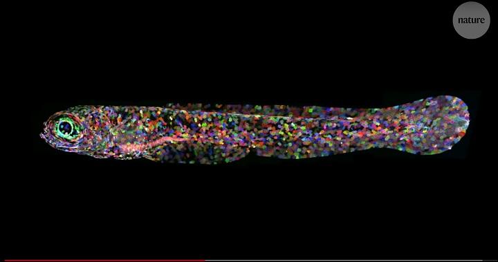 新しい細胞分裂の様式が発見されたゼブラフィッシュ 新しい細胞分裂の様式が発見されたゼブラフィッシュ
