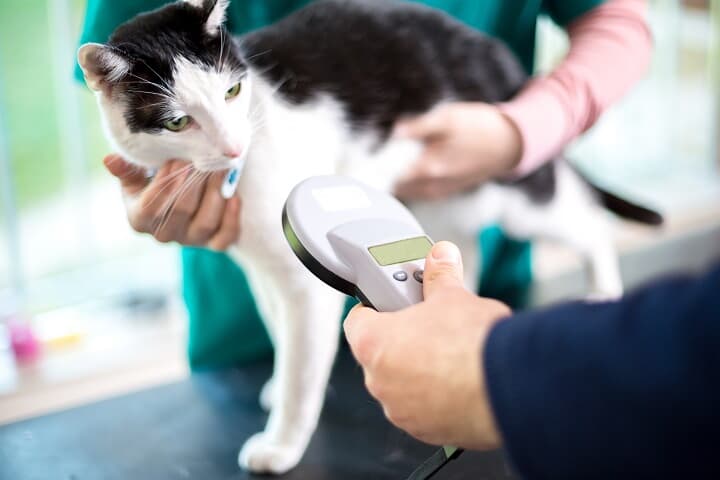 マイクロチップを装着する猫 マイクロチップを装着する猫