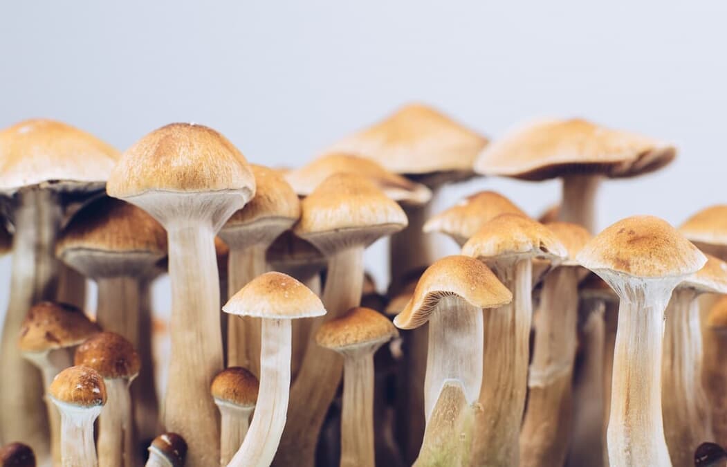 『 マジックマッシュルーム 舞茸の世界 その限りない効用の研究 』稀覯本