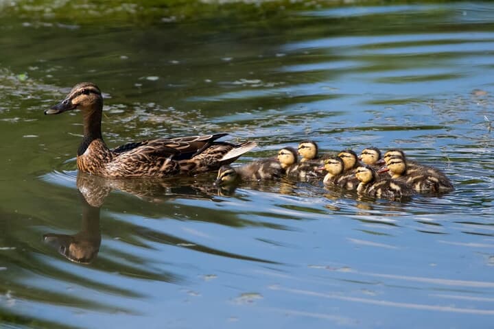 泳ぐカモの親子