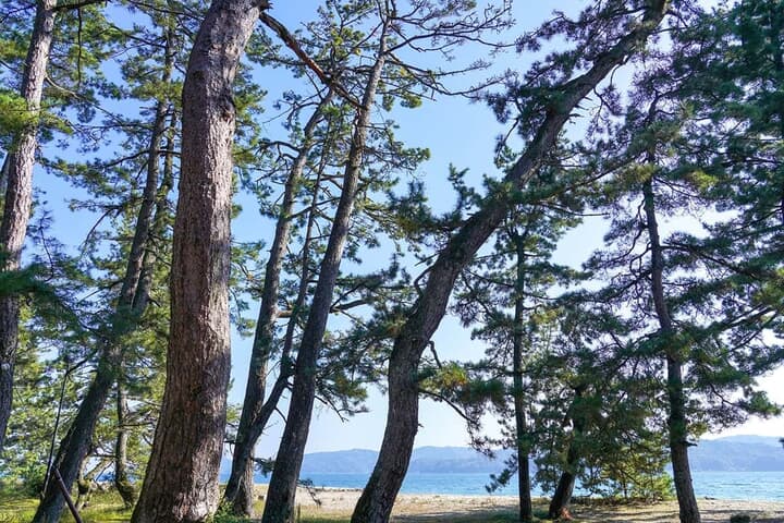 松林と海