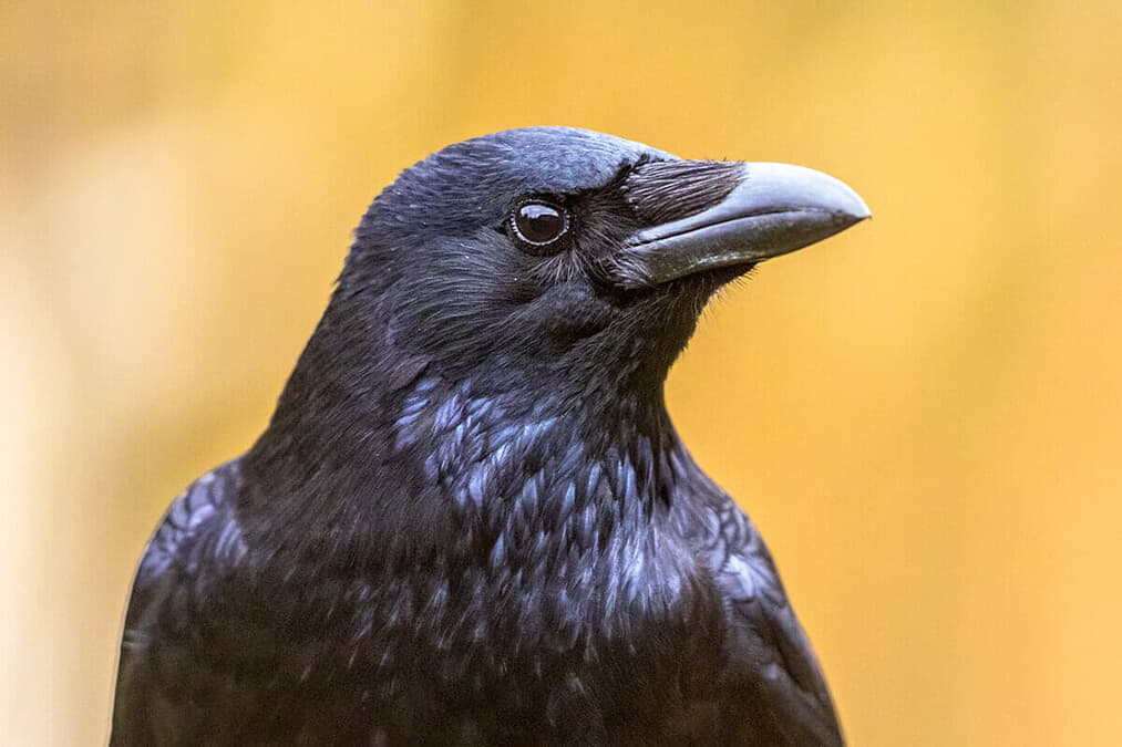カラス