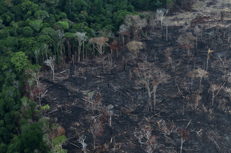 アマゾン森林破壊 19年は前年比85 拡大 政府統計 ワールド ニュース速報 ニューズウィーク日本版 オフィシャルサイト