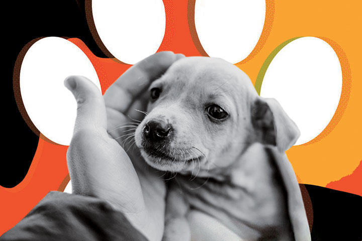 【人生相談】「ペットショップで子犬を買ったの」と言わずに済む方法 【人生相談】「ペットショップで子犬を買ったの」と言わずに済む方法