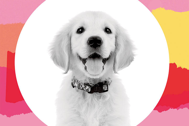 「子供も持たないほうが...」飼い犬の世話もできない私、子育ては向いてない? 「子供も持たないほうが...」飼い犬の世話もできない私、子育ては向いてない?