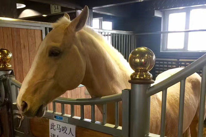 名馬だらけのテーマパークを造った新疆ウイグル自治区の逸材企業家 名馬だらけのテーマパークを造った新疆ウイグル自治区の逸材企業家