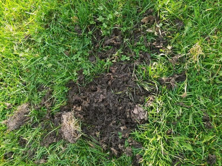 202011 manure rotated.jpg