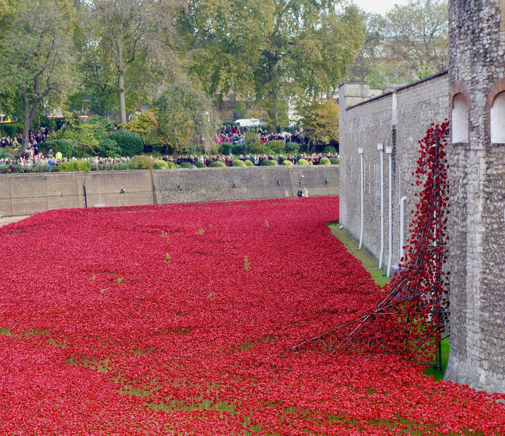 赤いポピー - 1.jpeg