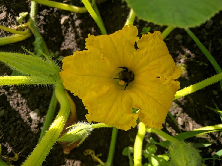 IMG_20190818_104254 squash bee.jpg