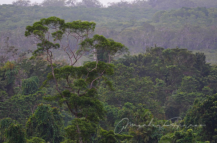 daintree4.jpg