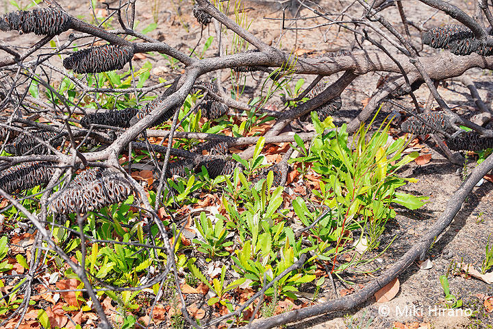 banksia.jpg