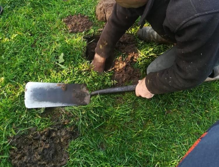 202011 soil trimmed.jpg