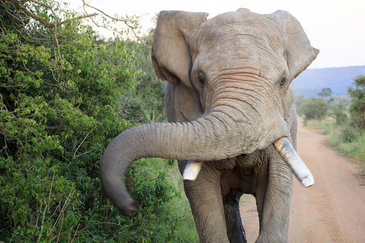 「マスト期」には、テストステロンの値が通常の約60倍に（写真はイメージです）　Aberson-iStock