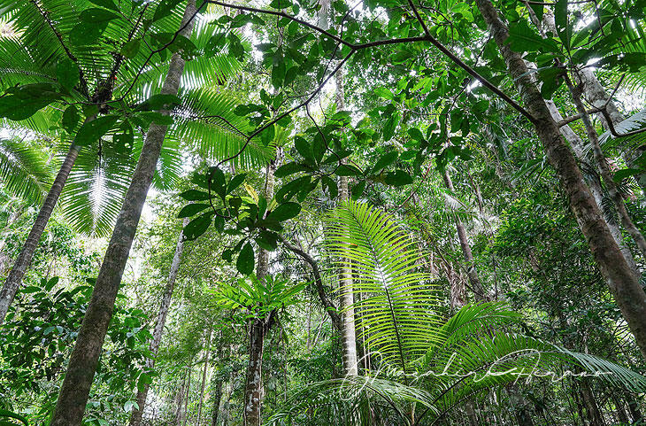 daintree2.jpg
