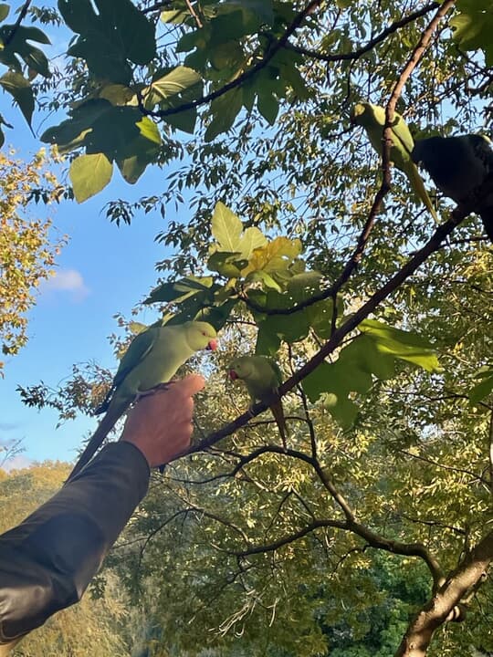 パラキート縦 - 1.jpeg