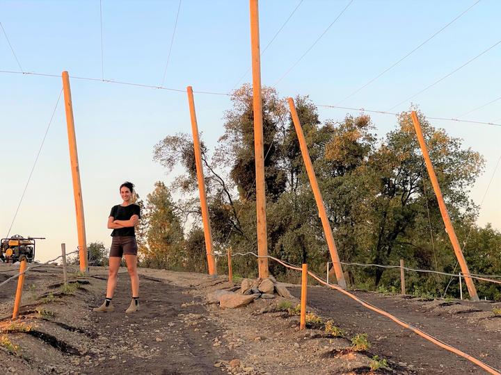 Cassie - hop yard infrastrucutre.jpg