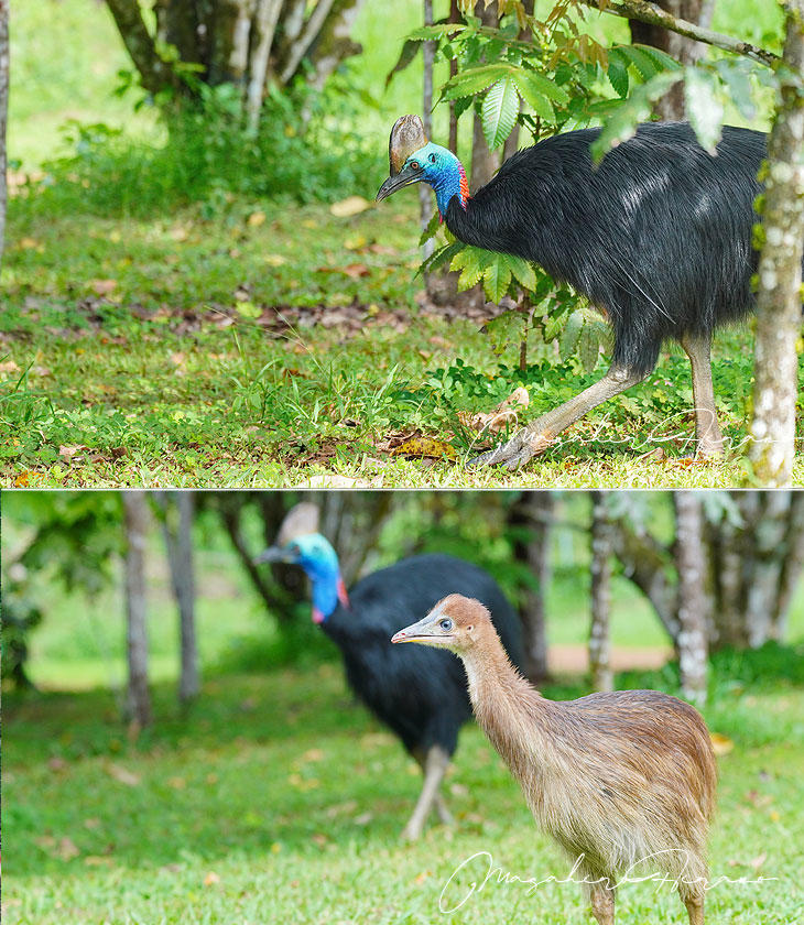 cassowary.jpg