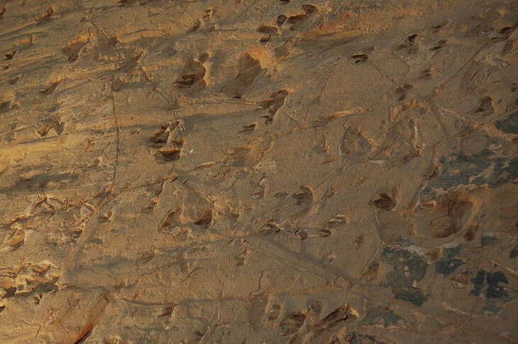 Close_up_of_dinosaur_tracks.jpg
