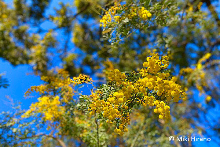 Wattle2.jpg