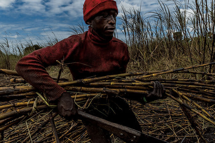 ウズングワ山脈の麓で焼却したサトウキビを刈る労働者。ヘビなどの有害生物を駆除し枯葉を処分するのが目的だ。東アフリカで有数の肥沃なこの地には移住者が急増している<br />
