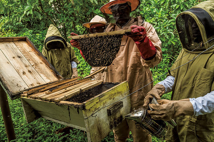 ゾウの保護に取り組むNGO「STEP」の支援で地元農家が養蜂プロジェクトに取り組む。ゾウは蜂を恐れるため、蜂のフェンスを築くことでゾウと人間の生息域を分けることができる