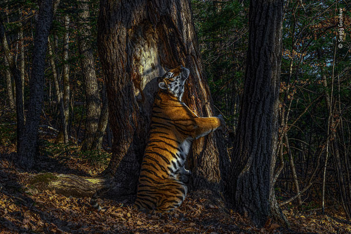 【写真特集】自然を生きる動物たちの輝く瞬間を捉える 【写真特集】自然を生きる動物たちの輝く瞬間を捉える