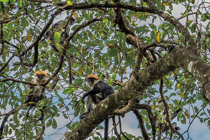 国立公園内のプリンス・ベルンハルト滝近くに生息するサルの一種アカコロブス。ウズングワでは60～70年代に狩猟やタンザン鉄道建設による開発が盛んに行われ、個体数が激減した<br />
