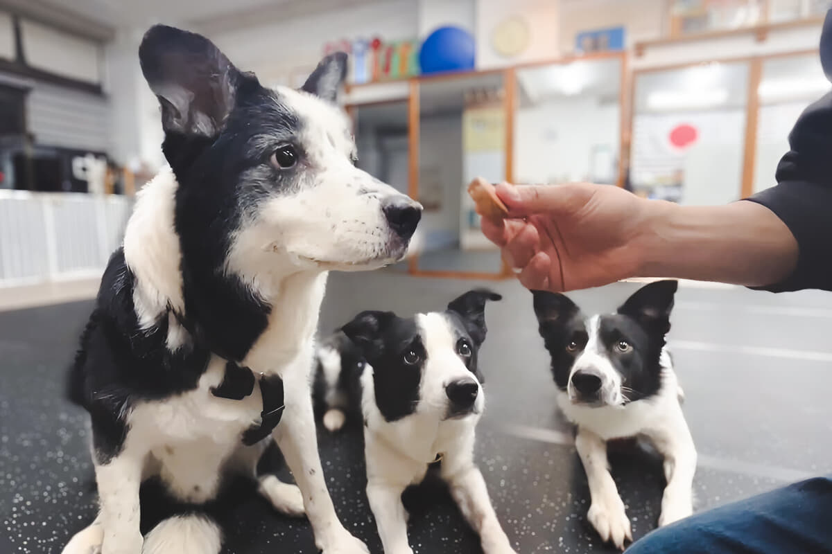 焼津の新鮮な海の幸を贅沢に！愛犬・愛猫のための「ごほうびおやつ匠」新登場 - COREZON