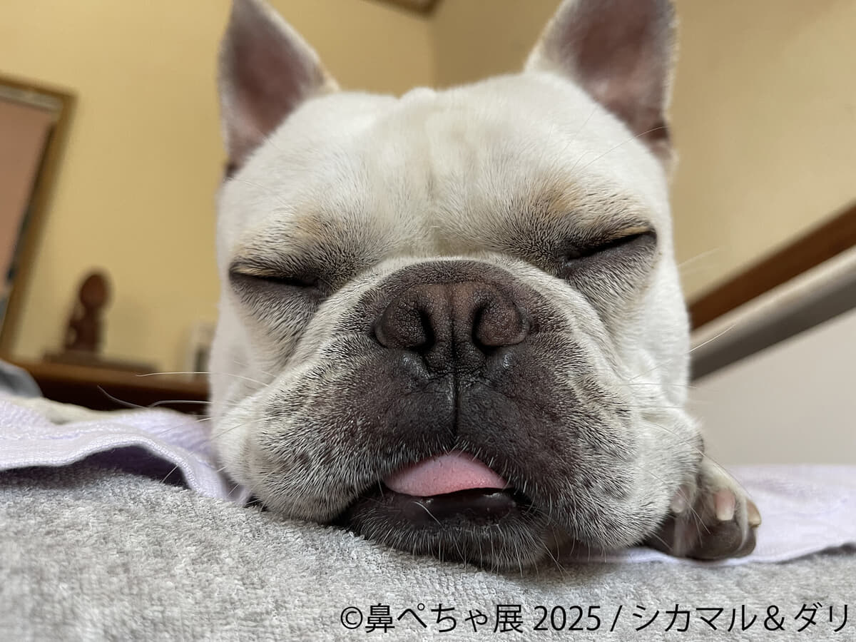 SNSでも大人気“ぶひカワ犬”作品の新作大集結！「鼻ぺちゃ展 2022