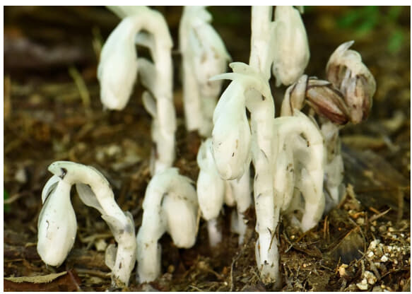 六甲高山植物園 神出鬼没？！ギンリョウソウモドキが開花しま