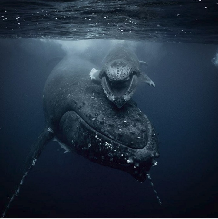このクジラの写真は、最大公約数的な海洋写真とは違う このクジラの写真は、最大公約数的な海洋写真とは違う