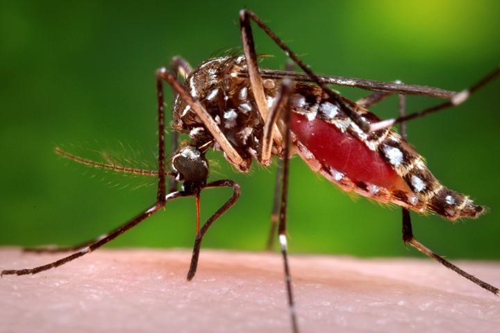 不妊化したオスで蚊の繁殖を防ぐ デング熱撲滅の新プロジェクトが始動 ニューズウィーク日本版 オフィシャルサイト 不妊化したオスで蚊の繁殖を防ぐ デング熱撲滅の新プロジェクトが始動 ニューズウィーク日本版 オフィシャルサイト