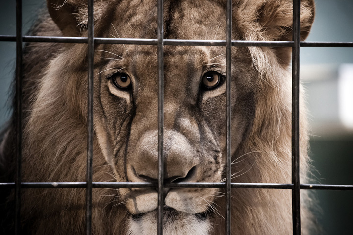 中国の動物園で 自分の尻尾を噛みちぎった ライオン ワールド 最新記事 ニューズウィーク日本版 オフィシャルサイト 中国の動物園で 自分の尻尾を噛みちぎった ライオン ワールド 最新記事 ニューズウィーク日本版 オフィシャルサイト
