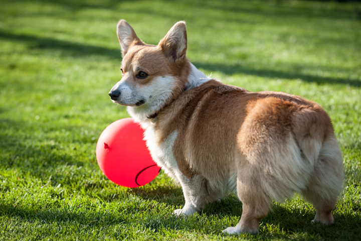 韓国で隣家のコーギー犬を飼い主に食べさせようとした男 英メディアが怒りの報道 ワールド 最新記事 ニューズウィーク日本版 オフィシャルサイト