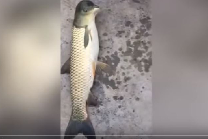 頭は鳥 体は魚 釣り針にかかった奇妙な生き物の正体は ニューズウィーク日本版 オフィシャルサイト