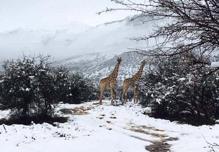 南アフリカの砂漠に大雪 ゾウ キリン 野生動物が雪の中に佇む ワールド 最新記事 ニューズウィーク日本版 オフィシャルサイト