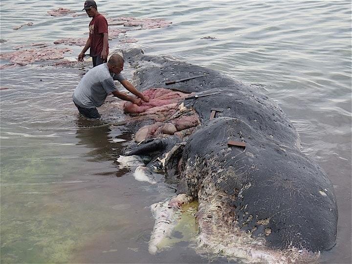 死んだクジラの胃から大量プラスチックごみ 深刻なごみ対策にインドネシア バスのフリーライド導入 ニューズウィーク日本版 オフィシャルサイト