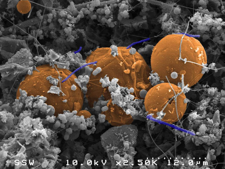 地下5キロメートルで 巨大な生物圏 が発見される ワールド 最新記事 ニューズウィーク日本版 オフィシャルサイト