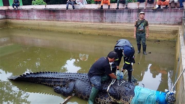 体重600キロ 体長4 4ｍの巨大ワニが女性殺害 インドネシア 違法飼育の容疑で日本人を捜索 ニューズウィーク日本版 オフィシャルサイト