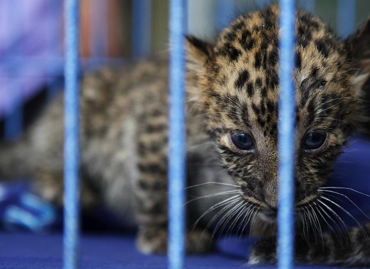 動画 空港で保護されたヒョウの赤ちゃん ショック状態から回復 ニューズウィーク日本版 オフィシャルサイト 動画 空港で保護されたヒョウの赤ちゃん ショック状態から回復 ニューズウィーク日本版 オフィシャルサイト