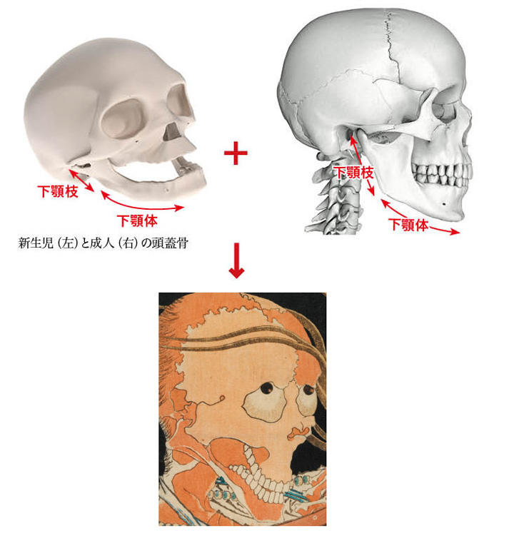 北斎は幽霊っぽさを出すために子供の頭蓋骨を使った 名画の謎を解く ニューズウィーク日本版 オフィシャルサイト 北斎は幽霊っぽさを出すために子供の頭蓋骨を使った 名画の謎を解く ニューズウィーク日本版 オフィシャルサイト