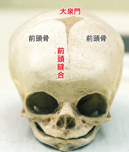 北斎は幽霊っぽさを出すために子供の頭蓋骨を使った 名画の謎を解く ニューズウィーク日本版 オフィシャルサイト