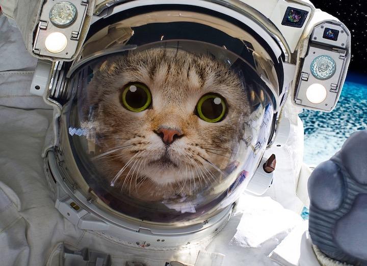 世界初 ネコの宇宙葬が行われることに 名前はピカチュウ ワールド 最新記事 ニューズウィーク日本版 オフィシャルサイト 世界初 ネコの宇宙葬が行われることに 名前はピカチュウ ワールド 最新記事 ニューズウィーク日本版 オフィシャルサイト