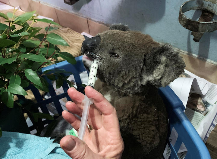 コアラ受難 オーストラリアの山火事で絶滅の危機 ワールド 最新記事 ニューズウィーク日本版 オフィシャルサイト