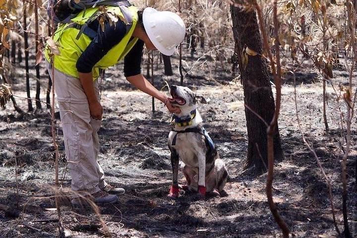コアラ受難、オーストラリアの山火事で絶滅の危機
